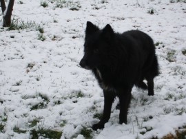 TINTO